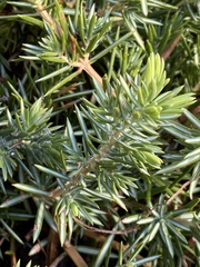 Juniperus communis
