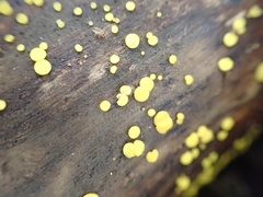 Calycina