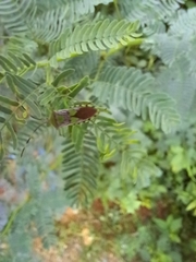 Prismatocerus prominulus