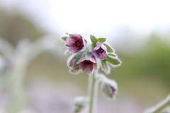 Cynoglossum columnae