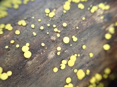 Calycina