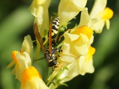 Polistes mongolicus