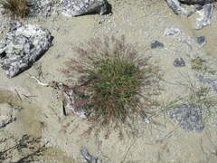 Agrostis stolonifera