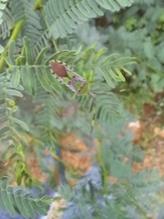 Prismatocerus prominulus