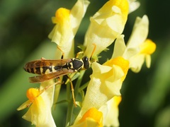Polistes mongolicus