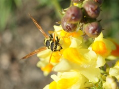 Polistes mongolicus