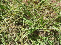 Agrostis stolonifera