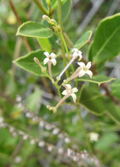 Asperula aristata scabra