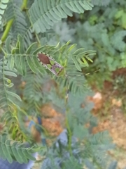 Prismatocerus prominulus