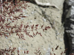 Agrostis stolonifera