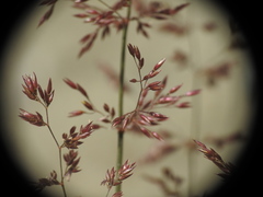 Agrostis stolonifera