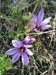 Crocus sativus