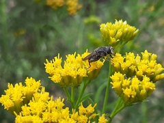 Asemosyrphus mexicanus