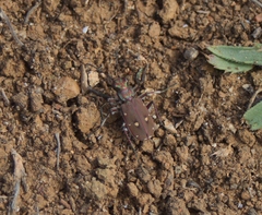 Cicindela