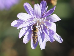 Syrphidae
