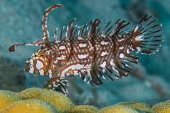 Novaculichthys taeniourus