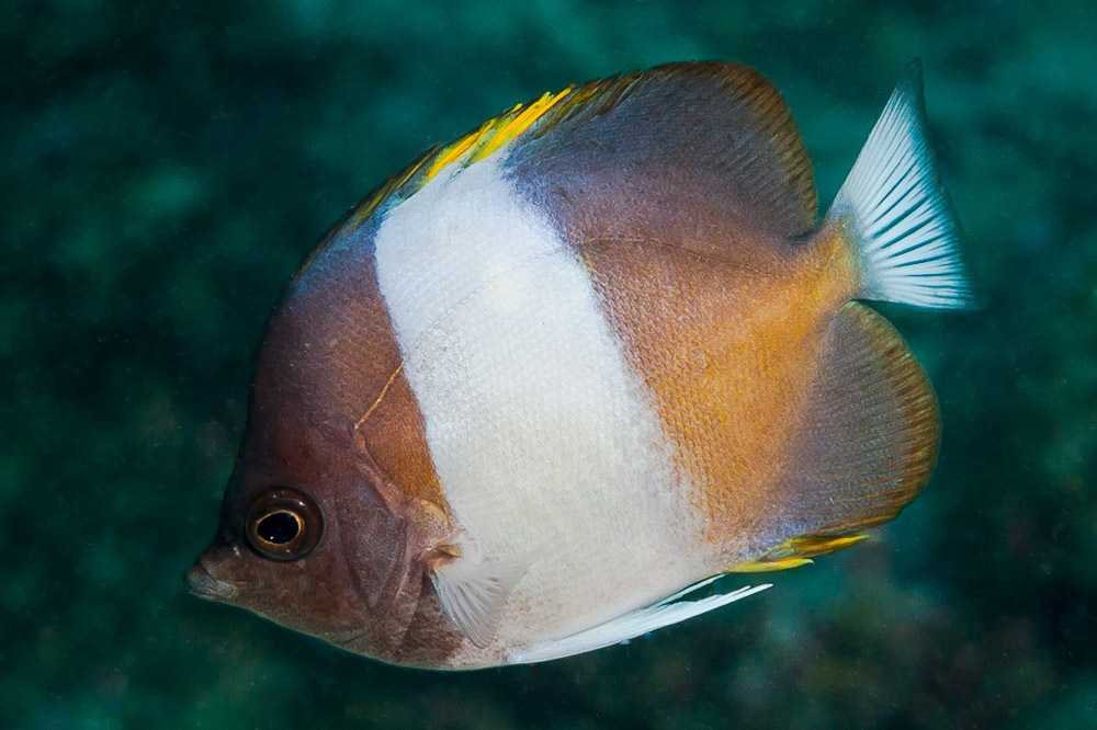 Brown-and-white butterflyfish (Hemitaurichthys zoster) — Chaetodontidae