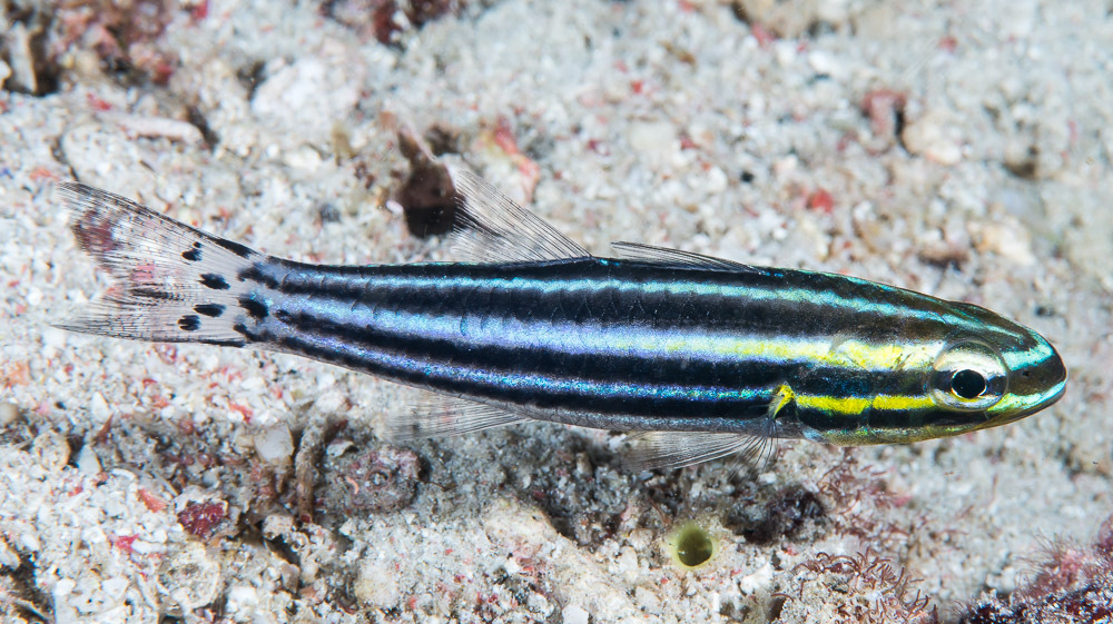 Blackstripe Cardinalfish