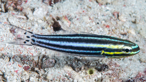 Mimic cardinalfish — seen at this dive site