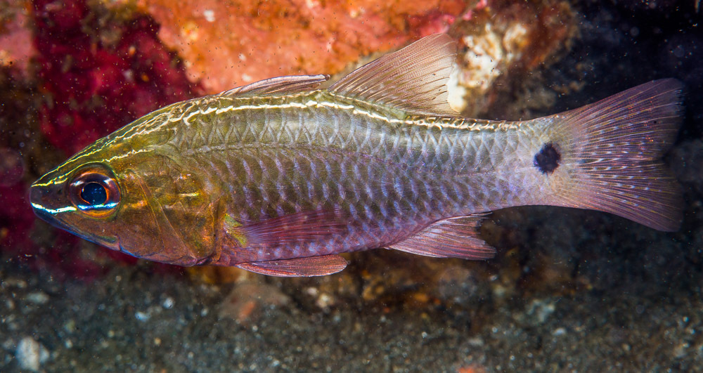 Hartzfeld's Cardinalfish