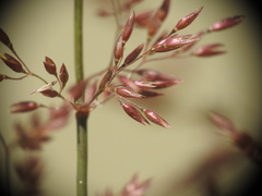 Agrostis stolonifera