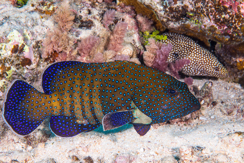 Peacock Grouper