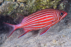 Sargocentron diadema