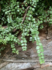 Metrosideros perforata