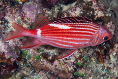 Sargocentron diadema