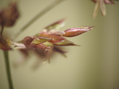 Agrostis stolonifera