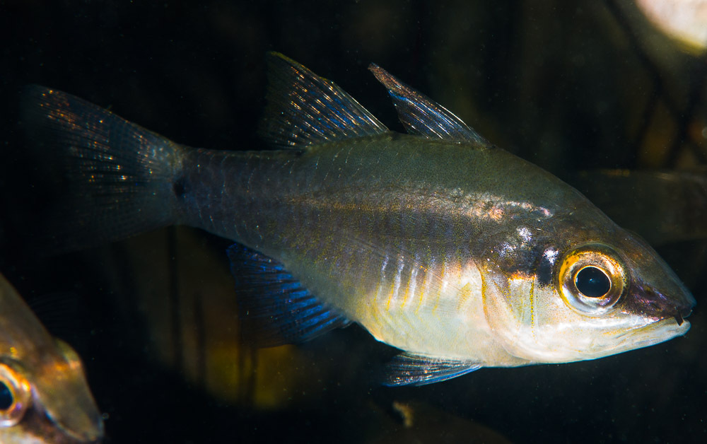 Half-barred cardinalfish (Fibramia thermalis) — Apogonidae