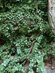 Metrosideros perforata