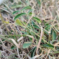 Ditaxis humilis