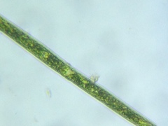 Pleurotaenium