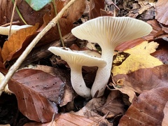 Hygrophorus