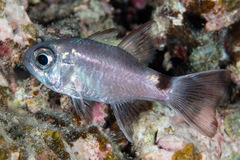 Nectamia savayensis
