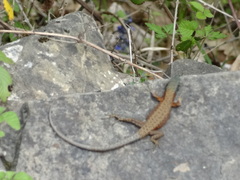 Algyroides nigropunctatus