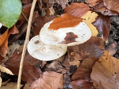 Hygrophorus
