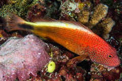 Paracirrhites forsteri