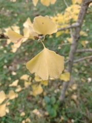 Ginkgo