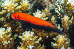Paracirrhites forsteri