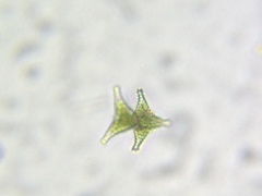 Staurastrum anatinum