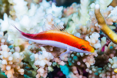 Paracirrhites forsteri
