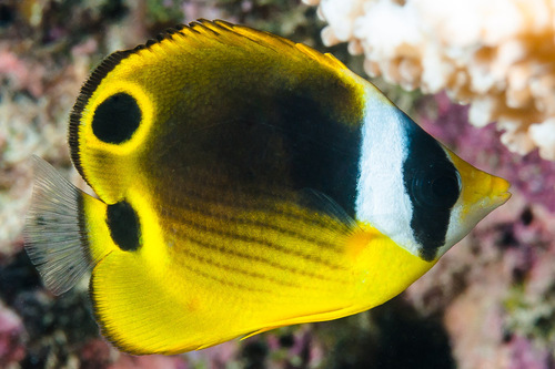 Raccoon Butterflyfish