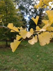 Ginkgo