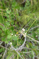 Asperula aristata scabra