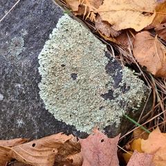 Xanthoparmelia viriduloumbrina