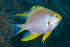 Amblyglyphidodon aureus