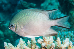 Amblyglyphidodon indicus