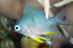 Amblyglyphidodon indicus